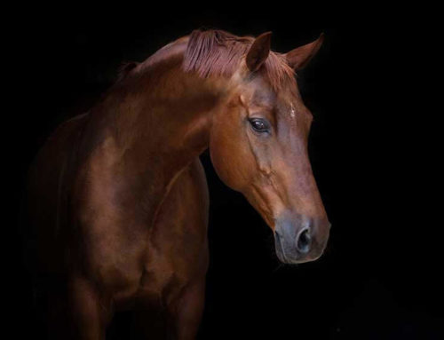 Il cavallo parla con il linguaggio del corpo, e tu?